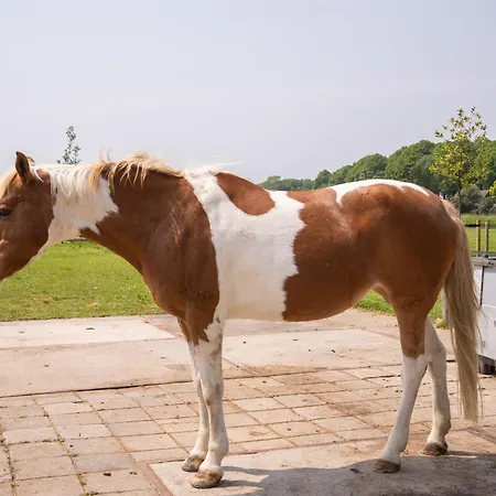 Vakantiewoning Le Garaazje * 'S-Gravendeel