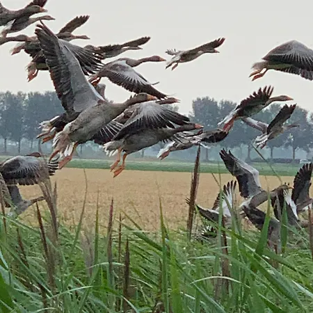 Daire Vakantiewoning Le Garaazje 'S-Gravendeel