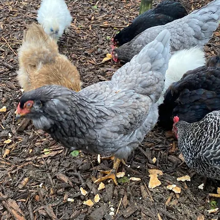 Lejlighed Vakantiewoning Le Garaazje 'S-Gravendeel