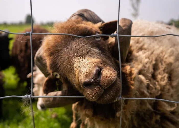 Vakantiewoning Le Garaazje