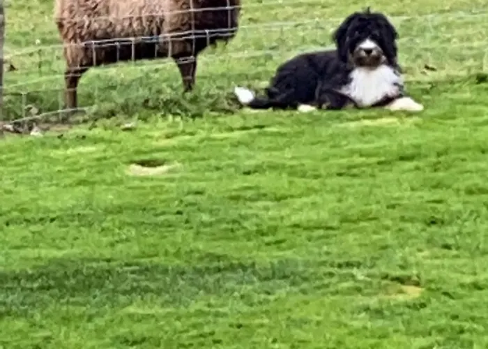 Апартаменты Vakantiewoning Le Garaazje *