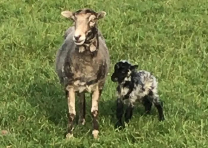 Vakantiewoning Le Garaazje 'S-Gravendeel