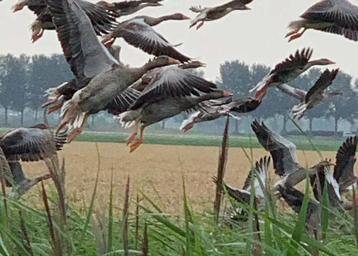 Apartment Vakantiewoning Le Garaazje 'S-Gravendeel