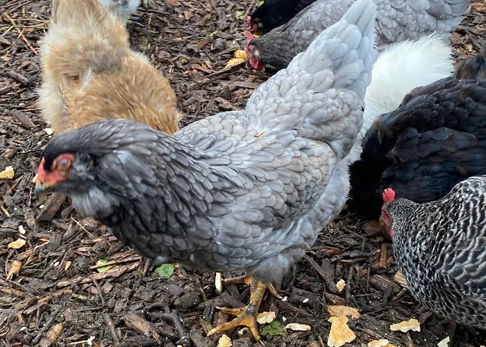 Appartement Vakantiewoning Le Garaazje 'S-Gravendeel