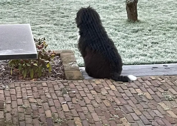 Vakantiewoning Le Garaazje 'S-Gravendeel