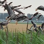 Appartamento Vakantiewoning Le Garaazje 'S-Gravendeel