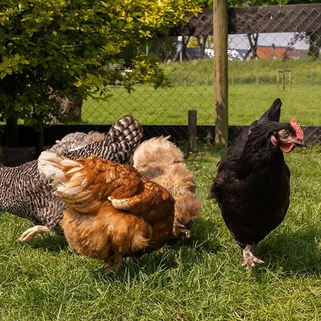 Vakantiewoning Le Garaazje 公寓