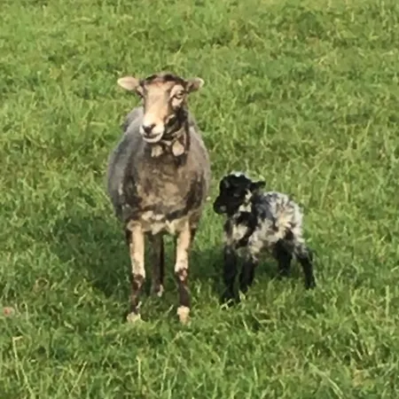 Vakantiewoning Le Garaazje 'S-Gravendeel