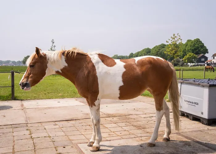 Vakantiewoning Le Garaazje * 'S-Gravendeel